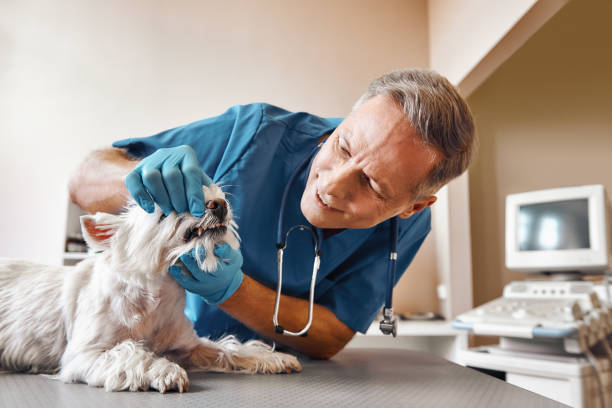 Best Emergency Wisdom Tooth Extraction in Big Bend, WI